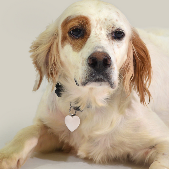 INDIVIDUELL GESTALTBARER HERZANHÄNGER FÜR HUND UND KATZE