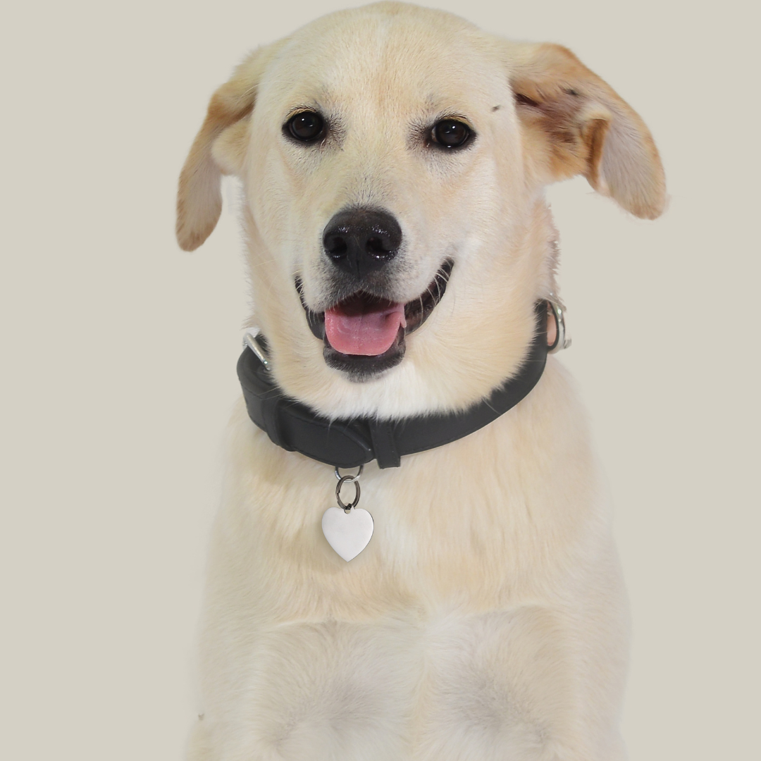 INDIVIDUELL GESTALTBARER HERZANHÄNGER FÜR HUND UND KATZE