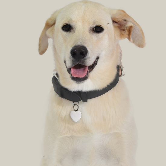 INDIVIDUELL GESTALTBARER HERZANHÄNGER FÜR HUND UND KATZE