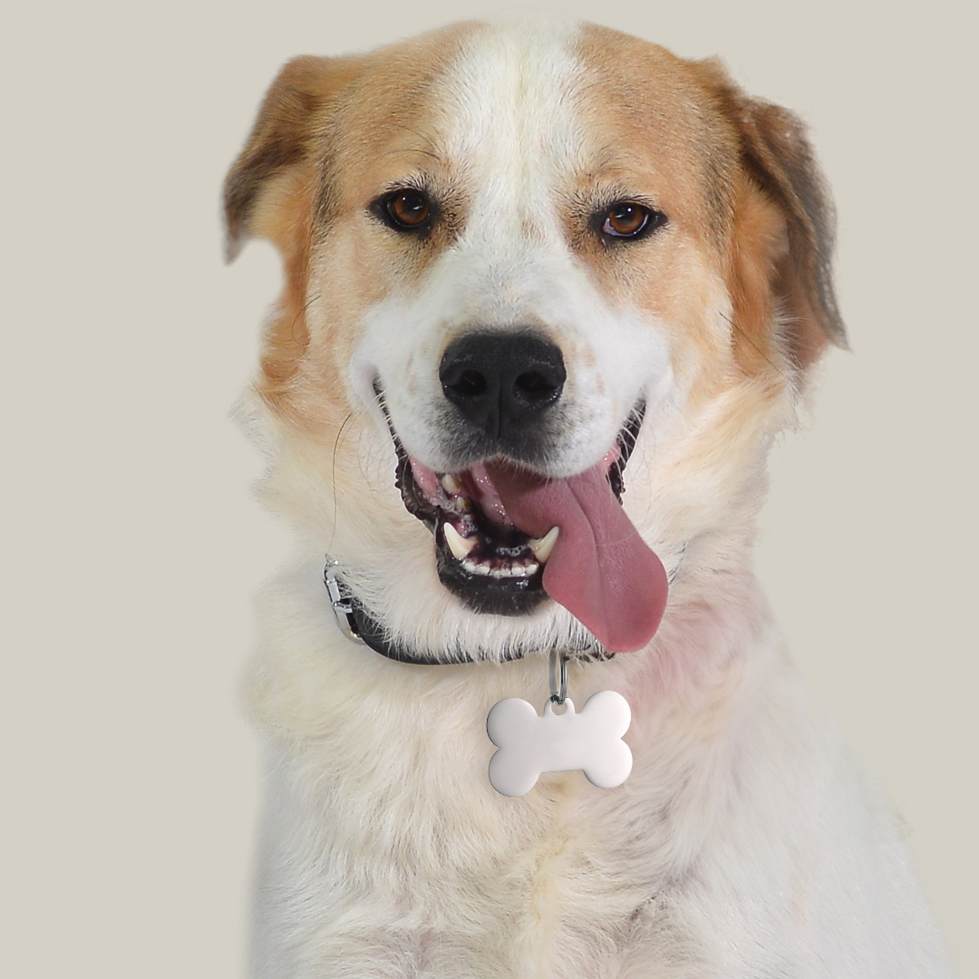 INDIVIDUELL GESTALTBARER ANHÄNGER FÜR HUNDE- UND KATZENKNOCHEN