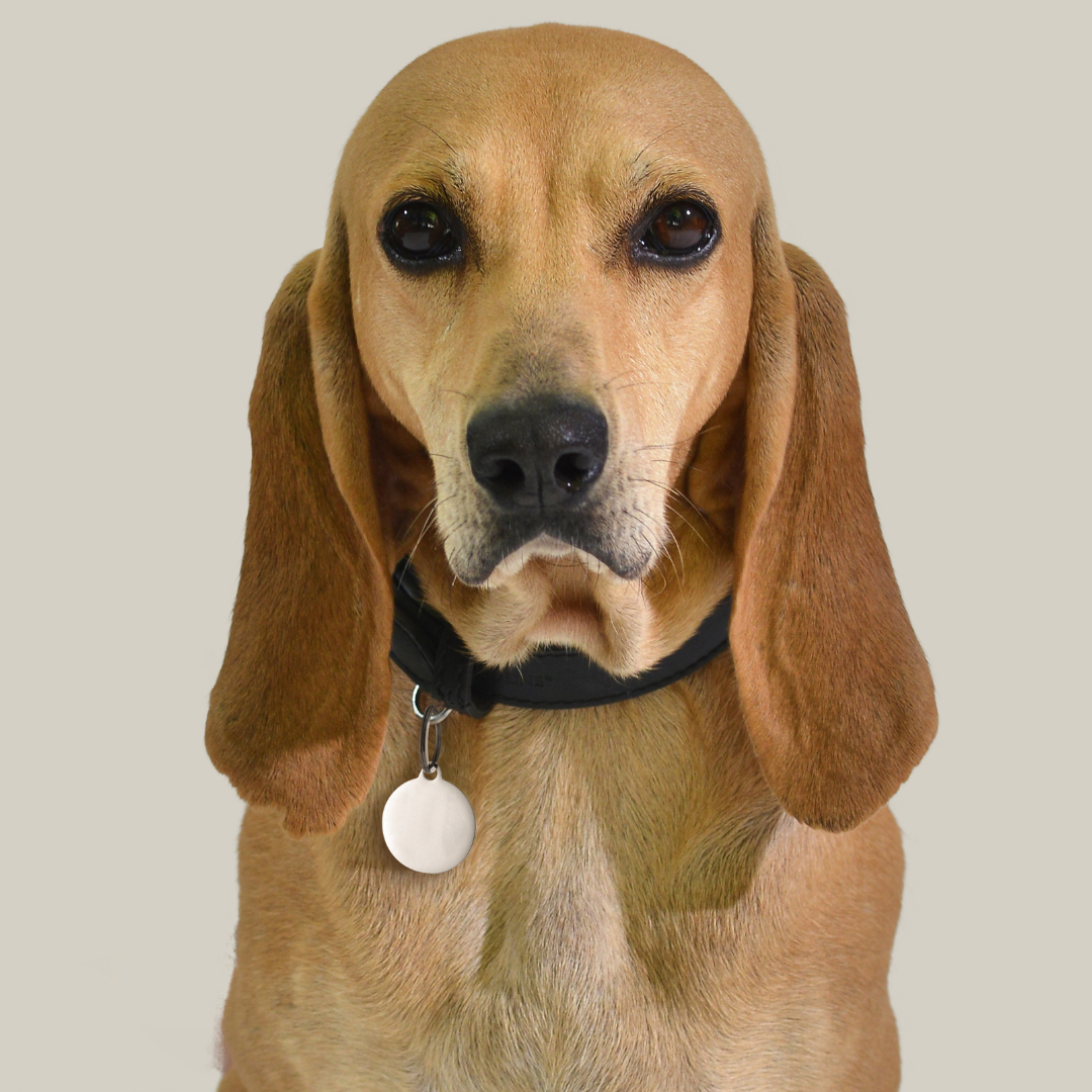 INDIVIDUELL GESTALTBARE HUNDE- UND KATZENKREISANHÄNGER