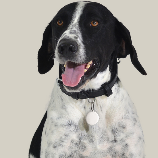 INDIVIDUELL GESTALTBARE HUNDE- UND KATZENKREISANHÄNGER